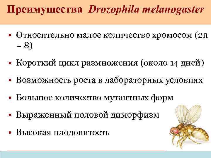 Преимущества Drozophila melanogaster • Относительно малое количество хромосом (2 n = 8) • Короткий
