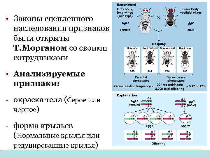  • Законы сцепленного наследования признаков были открыты T. Морганом со своими сотрудниками •