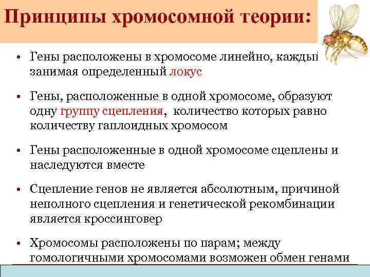 Принципы хромосомной теории: • Гены расположены в хромосоме линейно, каждый ген занимая определенный локус