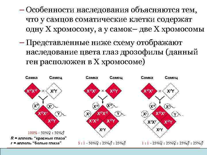 – Особенности наследования объясняются тем, что у самцов соматические клетки содержат одну X хромосому,