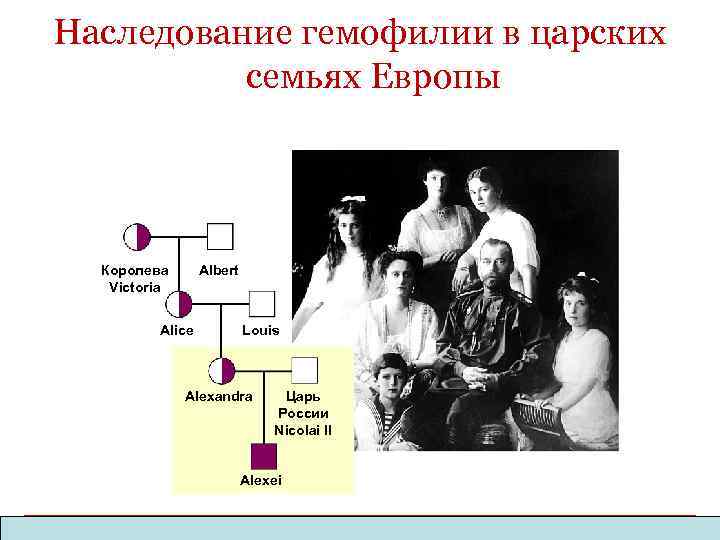 Наследование гемофилии в царских семьях Европы Королева Victoria Albert Alice Louis Alexandra Царь России