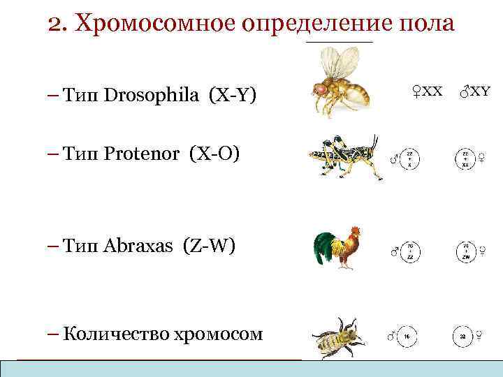 2. Хромосомное определение пола – Тип Drosophila (X-Y) – Тип Protenor (X-O) – Тип