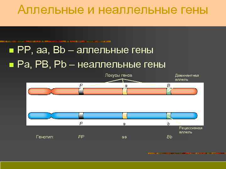 Аллельные и неаллельные гены n n PP, aa, Bb – аллельные гены Pa, PB,