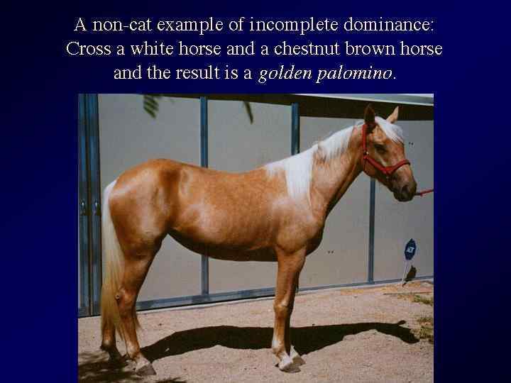 I. Dominanţa incompletă n Tip de interacţiune a genelor alele când o alelă domină