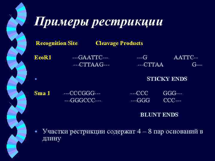 Примеры рестрикции Recognition Site Eco. R 1 Cleavage Products ---GAATTC-----CTTAAG--- ---G ---CTTAA AATTC-G— STICKY