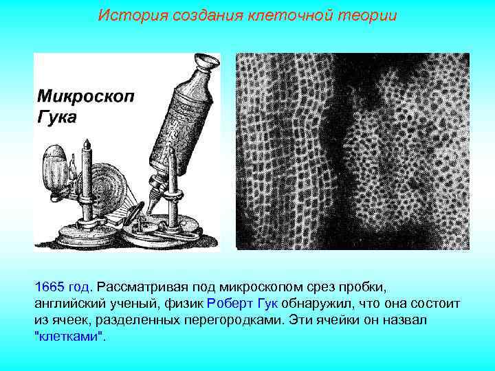 История создания клеточной теории 1665 год. Рассматривая под микроскопом срез пробки, английский ученый, физик
