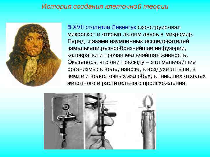 История создания клеточной теории В XVII столетии Левенгук сконструировал микроскоп и открыл людям дверь