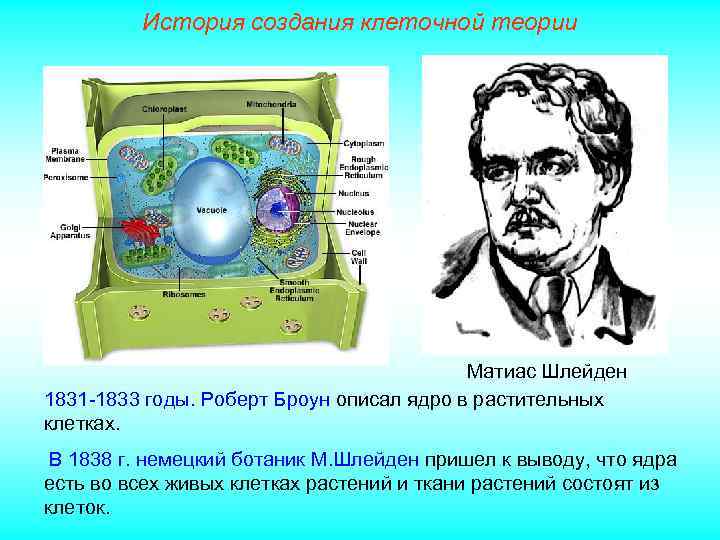 История создания клеточной теории Матиас Шлейден 1831 -1833 годы. Роберт Броун описал ядро в