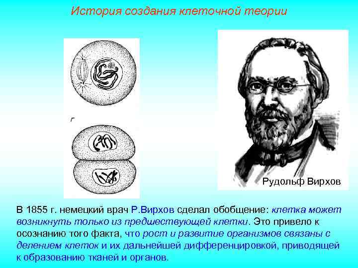 История создания клеточной теории Рудольф Вирхов В 1855 г. немецкий врач Р. Вирхов сделал