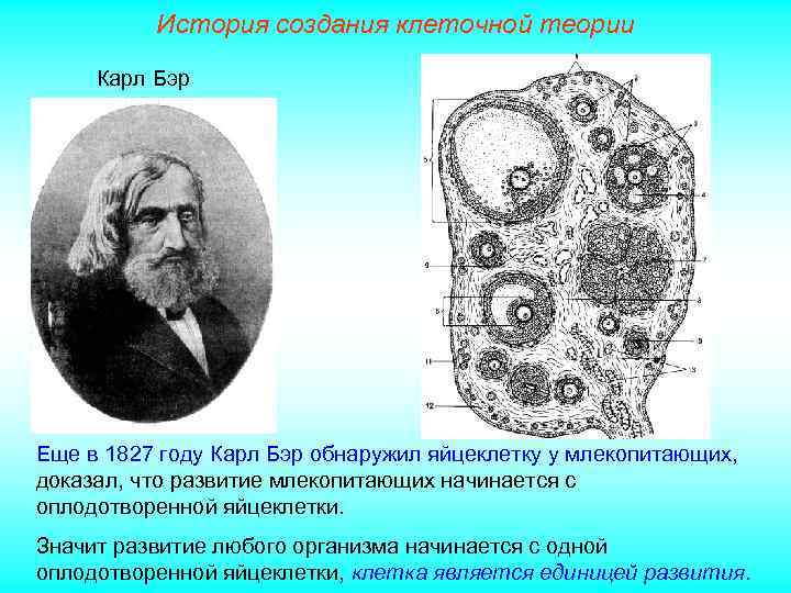 История создания клеточной теории Карл Бэр Еще в 1827 году Карл Бэр обнаружил яйцеклетку