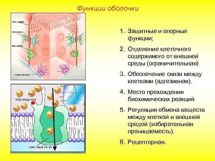 Функции оболочки 1. Защитные и опорные функции; 2. Отделение клеточного содержимого от внешней среды