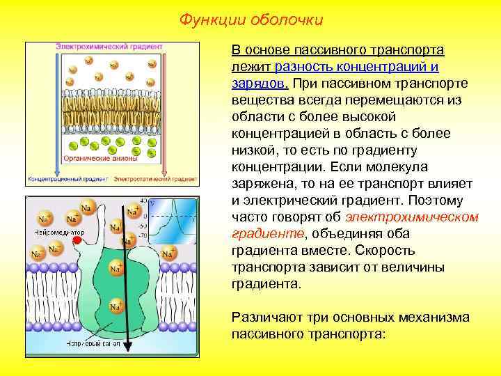 Функции оболочки В основе пассивного транспорта лежит разность концентраций и зарядов. При пассивном транспорте