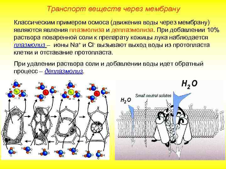 Транспорт веществ через мембрану Классическим примером осмоса (движения воды через мембрану) являются явления плазмолиза
