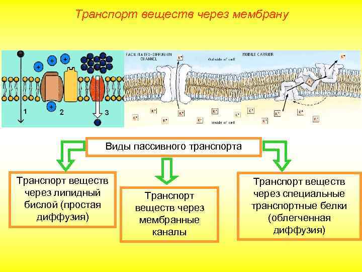 Транспорт веществ через мембрану Виды пассивного транспорта Транспорт веществ через липидный бислой (простая диффузия)