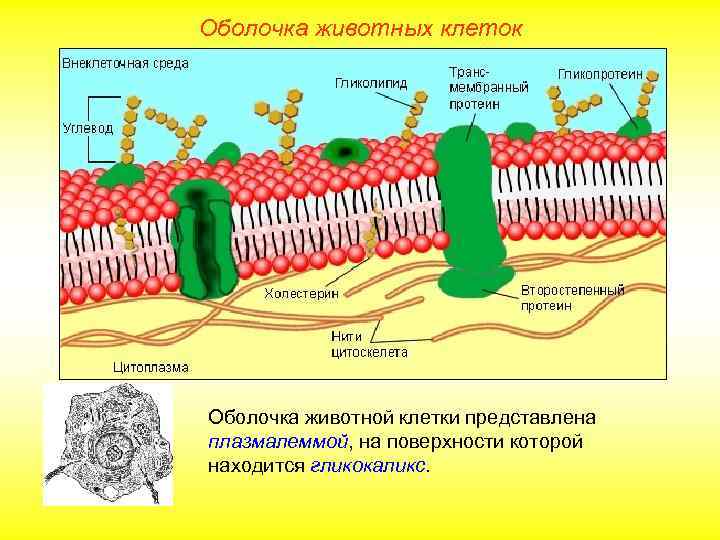Оболочка животных клеток Оболочка животной клетки представлена плазмалеммой, на поверхности которой находится гликокаликс. 