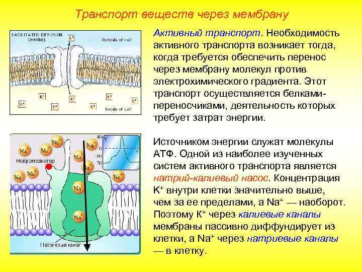 Транспорт веществ через мембрану Активный транспорт. Необходимость активного транспорта возникает тогда, когда требуется обеспечить