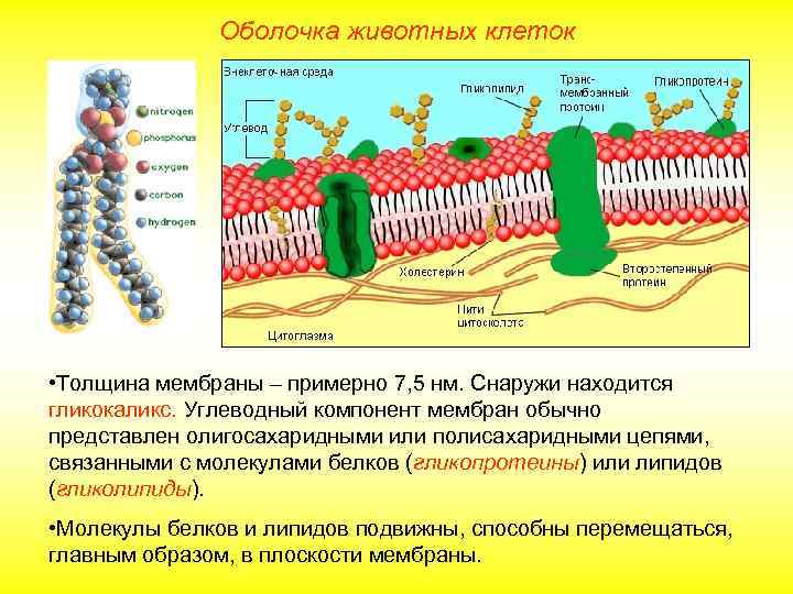 Оболочка животных клеток • Толщина мембраны – примерно 7, 5 нм. Снаружи находится гликокаликс.