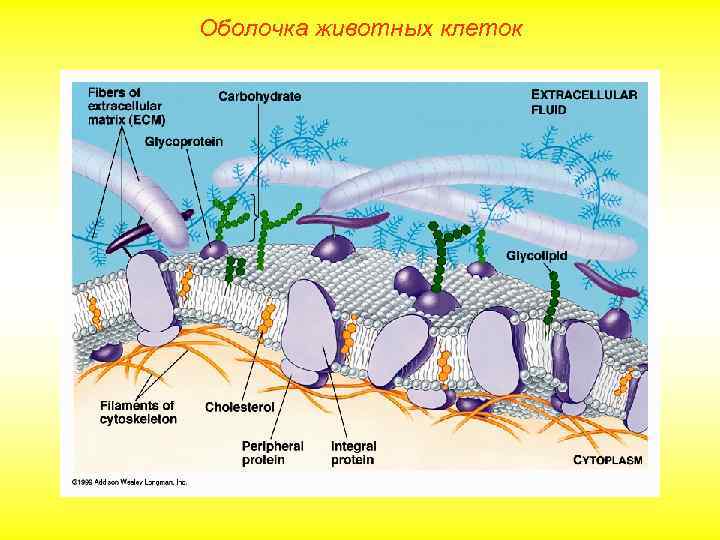 Оболочка животных клеток 
