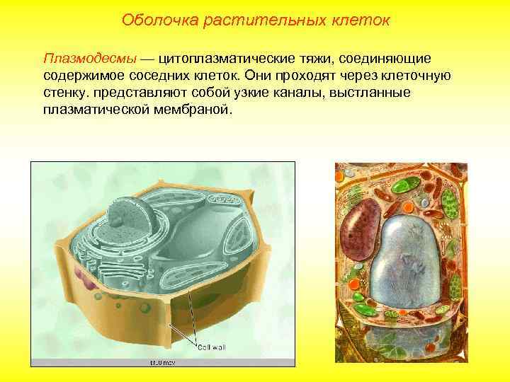 Оболочка растительных клеток Плазмодесмы — цитоплазматические тяжи, соединяющие содержимое соседних клеток. Они проходят через