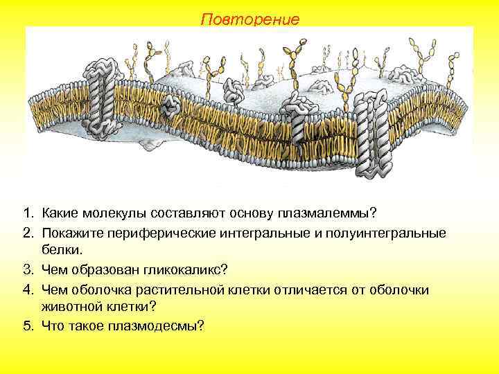 Повторение 1. Какие молекулы составляют основу плазмалеммы? 2. Покажите периферические интегральные и полуинтегральные белки.