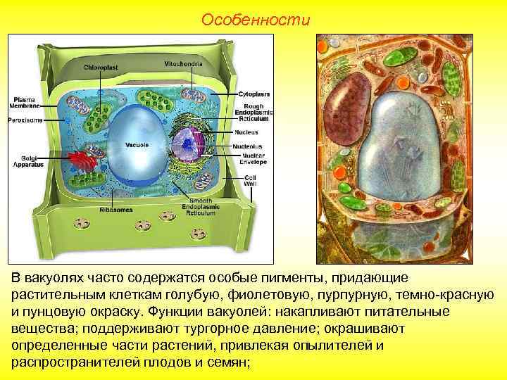 Особенности В вакуолях часто содержатся особые пигменты, придающие растительным клеткам голубую, фиолетовую, пурпурную, темно-красную