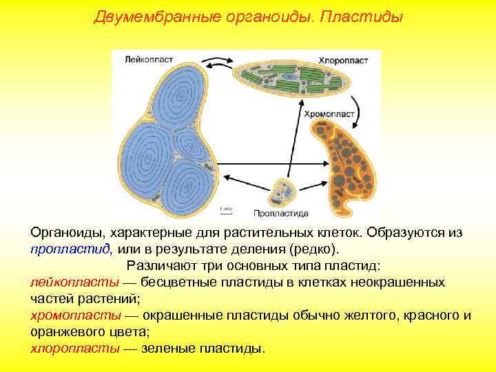 Двумембранные органоиды. Пластиды Органоиды, характерные для растительных клеток. Образуются из пропластид, или в результате