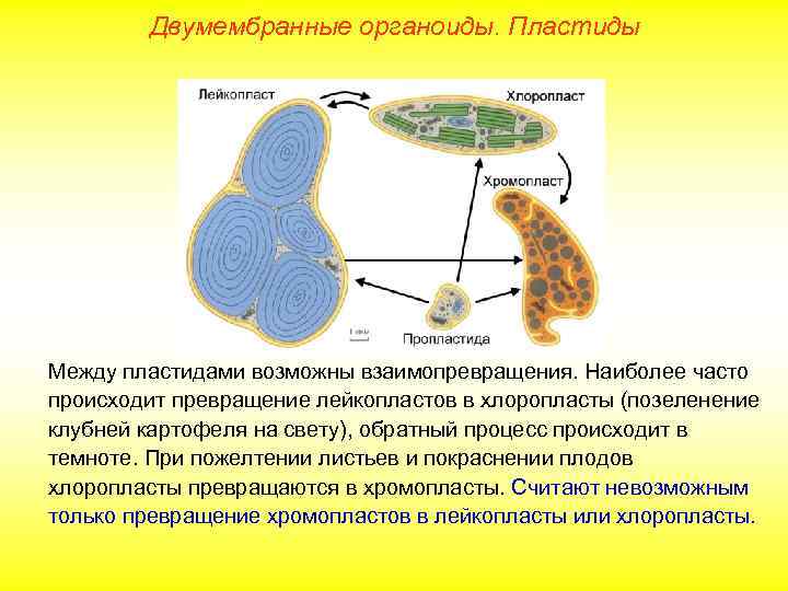 Двумембранные органоиды. Пластиды Между пластидами возможны взаимопревращения. Наиболее часто происходит превращение лейкопластов в хлоропласты