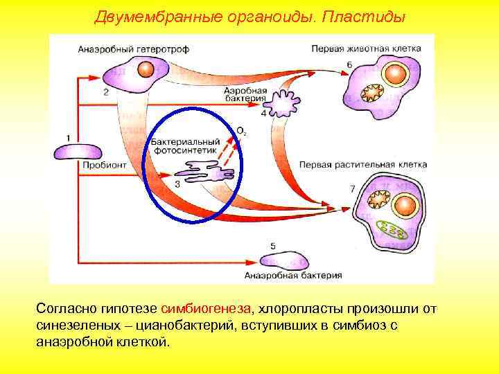 Двумембранные органоиды. Пластиды Согласно гипотезе симбиогенеза, хлоропласты произошли от синезеленых – цианобактерий, вступивших в