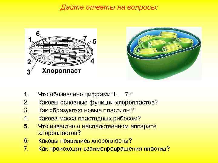 Дайте ответы на вопросы: 1. 2. 3. 4. 5. 6. 7. Что обозначено цифрами