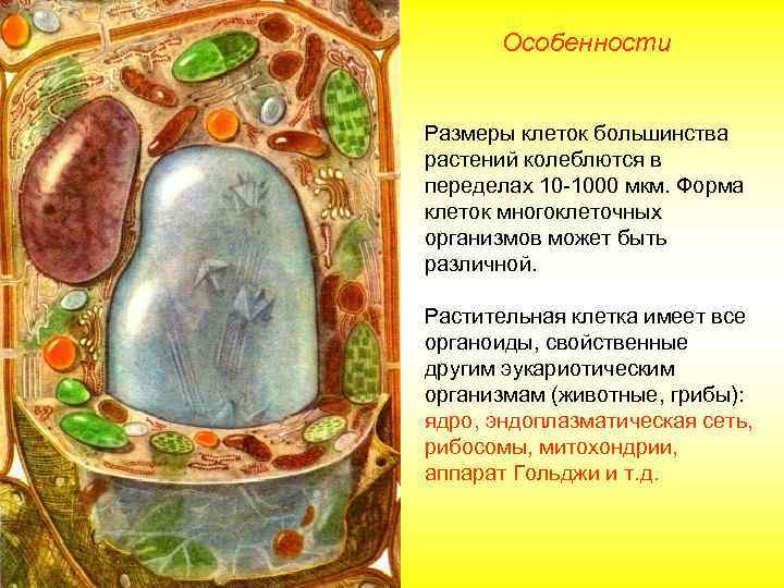 Особенности Размеры клеток большинства растений колеблются в переделах 10 -1000 мкм. Форма клеток многоклеточных