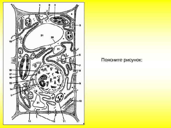 Поясните рисунок: 