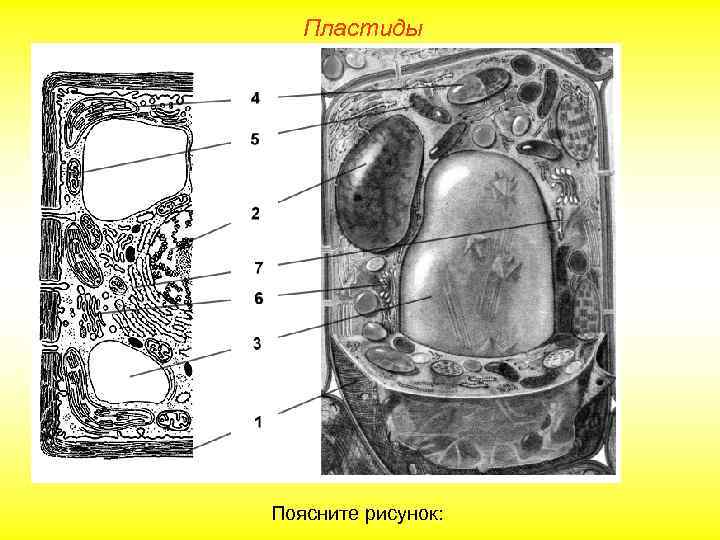 Пластиды Поясните рисунок: 