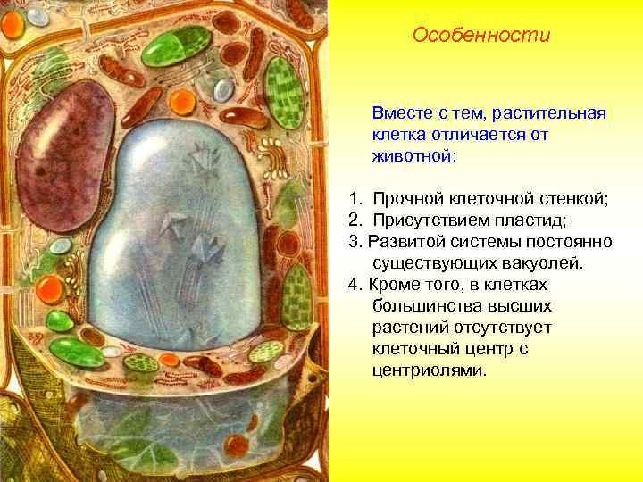 Особенности Вместе с тем, растительная клетка отличается от животной: 1. Прочной клеточной стенкой; 2.
