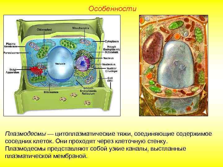 Схема строения плазмоцита