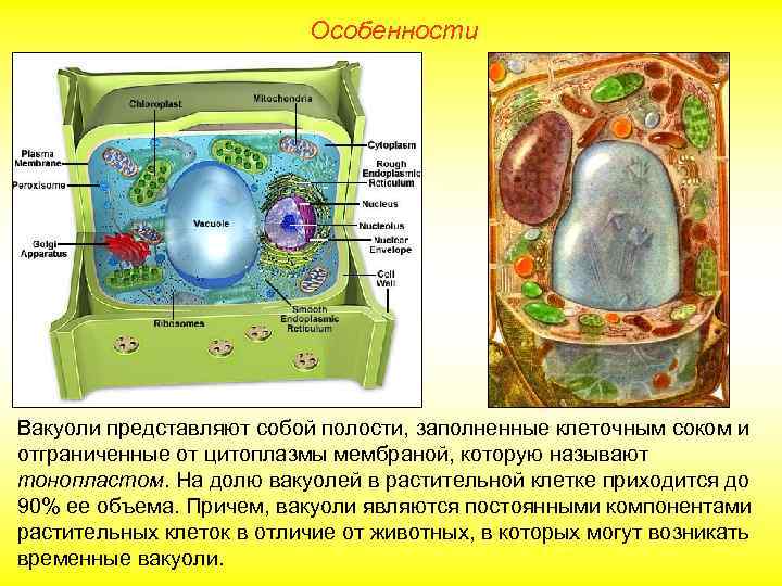 Особенности Вакуоли представляют собой полости, заполненные клеточным соком и отграниченные от цитоплазмы мембраной, которую
