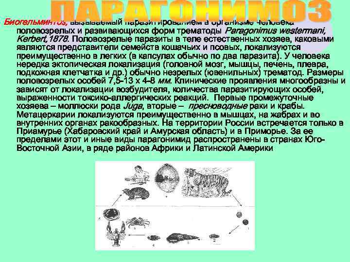 Биогельминтоз, вызываемый паразитированием в организме человека половозрелых и развивающихся форм трематоды Paragonimus westermani, Kerbert,