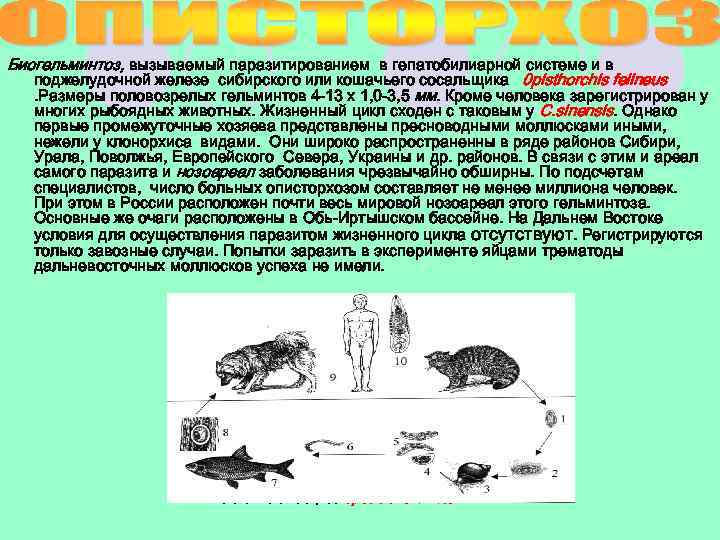 Биогельминтоз, вызываемый паразитированием в гепатобилиарной системе и в поджелудочной железе сибирского или кошачьего сосальщика