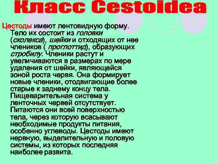 Цестоды имеют лентовидную форму. Тело их состоит из головки (сколекса), шейки и отходящих от