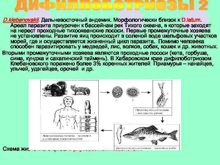 D. klebanovskii. Дальневосточный эндемик. Морфологически близок к D. latum. Ареал паразита приурочен к бассейнам