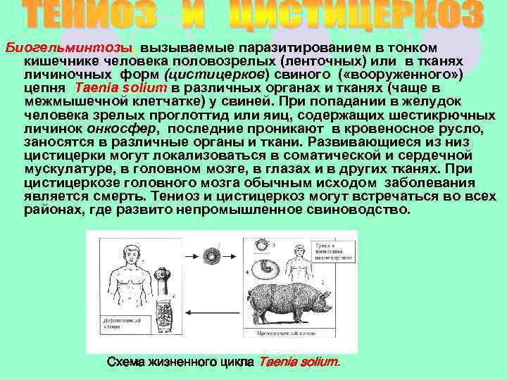 Биогельминтозы, вызываемые паразитированием в тонком кишечнике человека половозрелых (ленточных) или в тканях личиночных форм