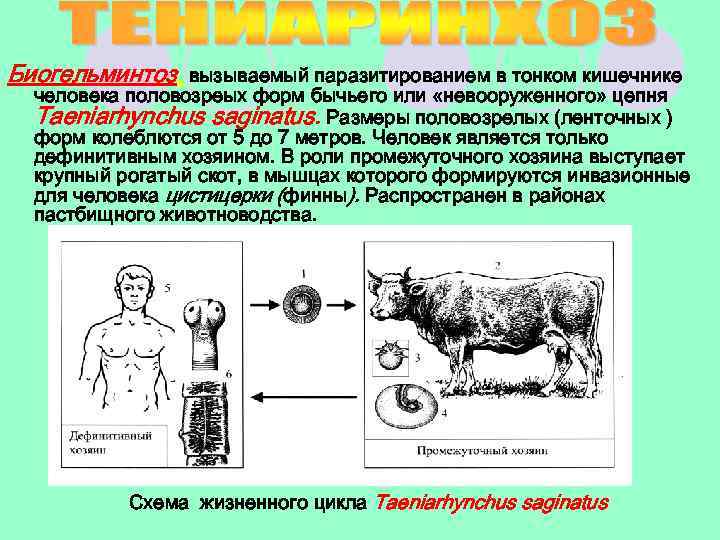 В каких органах паразитирует бычий цепень. Промежуточный хозяин бычьего цепня. Стадия жизненного цикла бычьего цепня инвазионная для человека. Свиной цепень биология.