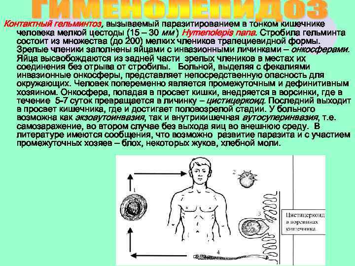 Контактный гельминтоз, вызываемый паразитированием в тонком кишечнике человека мелкой цестоды (15 – 30 мм