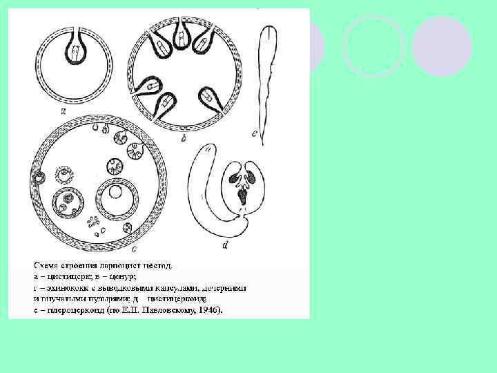 Половозрелая стадия эхинококка рисунок