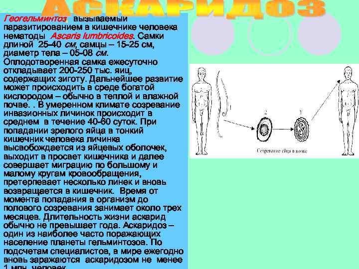 Геогельминтоз, вызываемый паразитированием в кишечнике человека нематоды Ascaris lumbricoides. Самки длиной 25 -40 см,