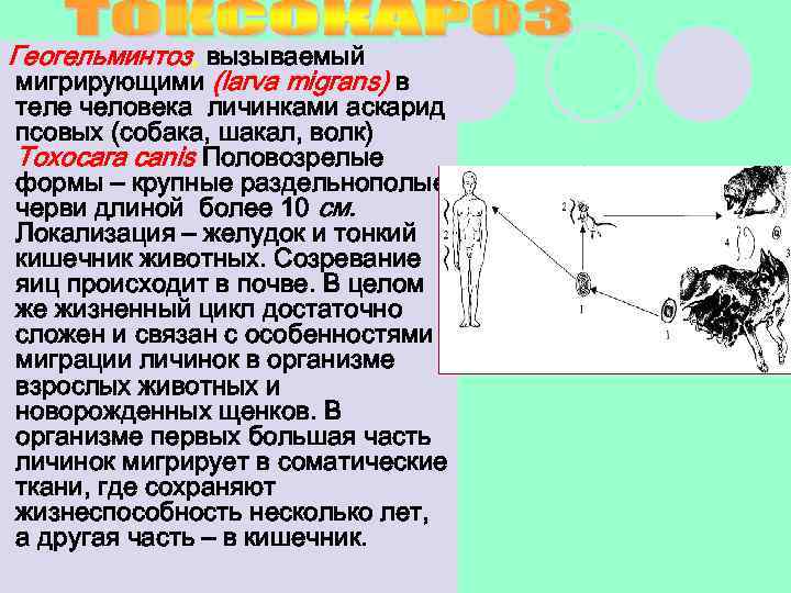 Геогельминтоз, вызываемый мигрирующими (larva migrans) в теле человека личинками аскарид псовых (собака, шакал, волк)