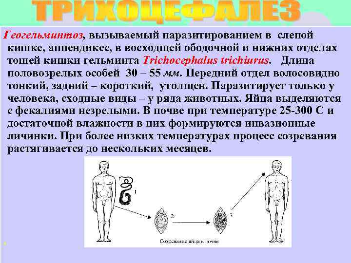 Геогельминтоз, вызываемый паразитированием в слепой кишке, аппендиксе, в восходщей ободочной и нижних отделах тощей