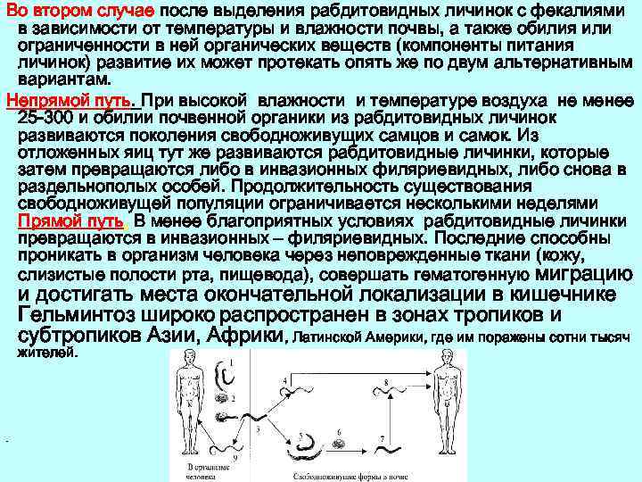 Во втором случае после выделения рабдитовидных личинок с фекалиями в зависимости от температуры и