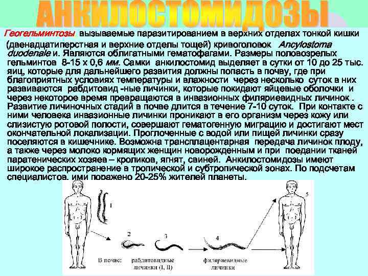 Геогельминтозы, вызываемые паразитированием в верхних отделах тонкой кишки (двенадцатиперстная и верхние отделы тощей) кривоголовок