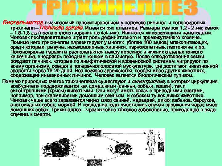 Биогельмитоз, вызываемый паразитированием у человека личинок и половозрелых трихинелл –Trichinella spiralis. Имеется ряд штаммов.