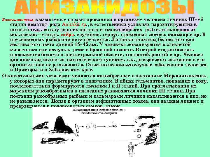 Биогельминтозы, вызываемые паразитированием в организме человека личинок III- ей стадии нематод рода Anisakis sp.